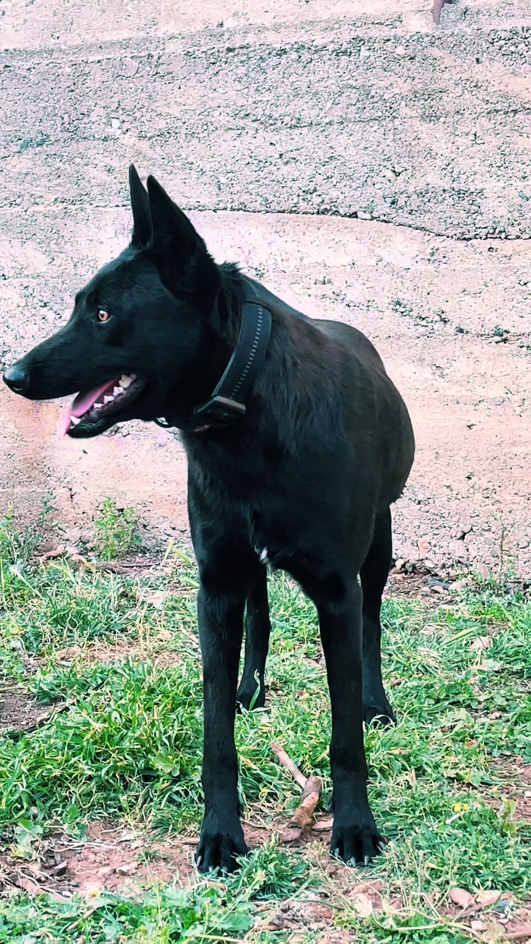 @The_belgian_malinois