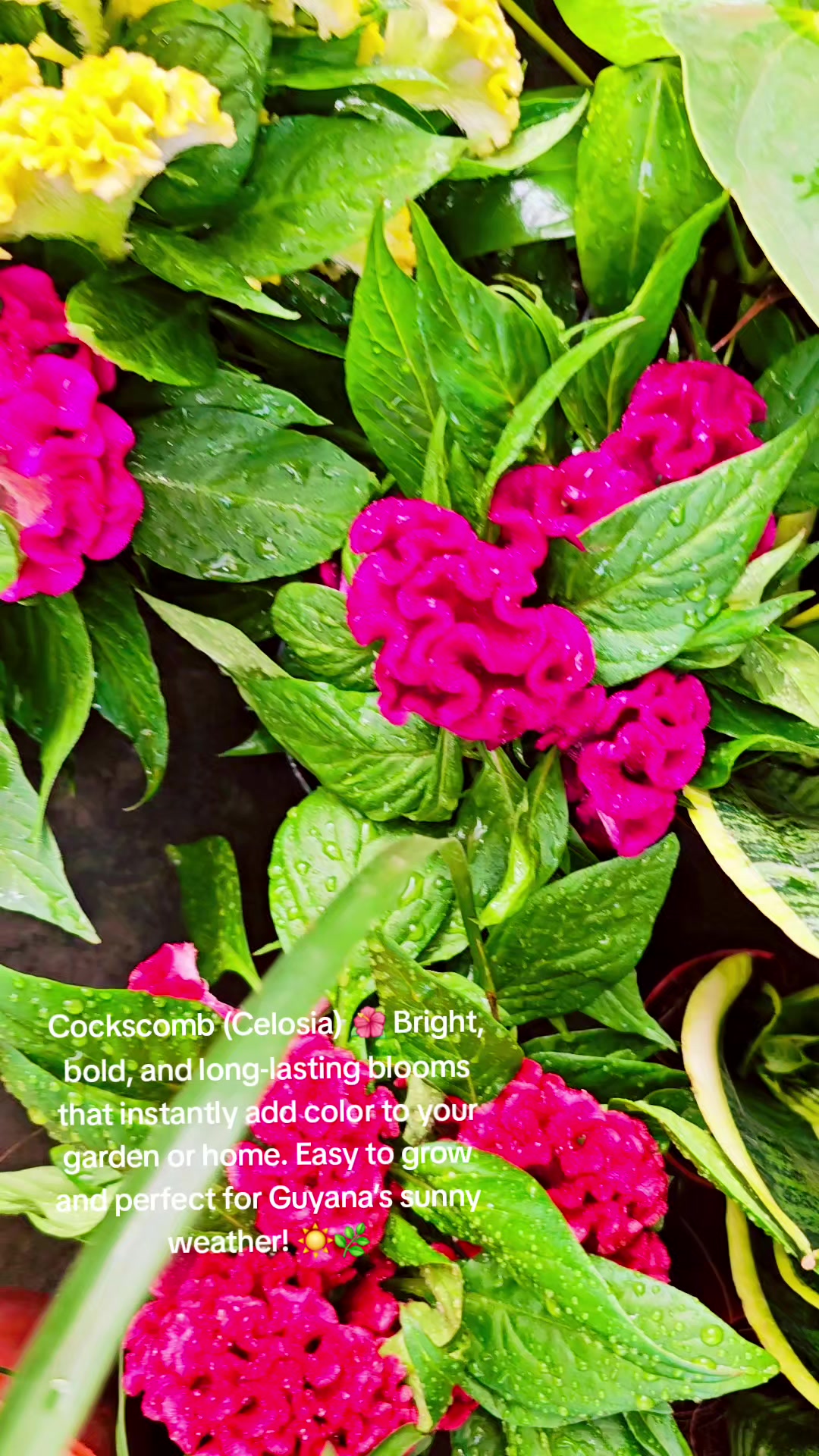@Ambika's Plant Shop