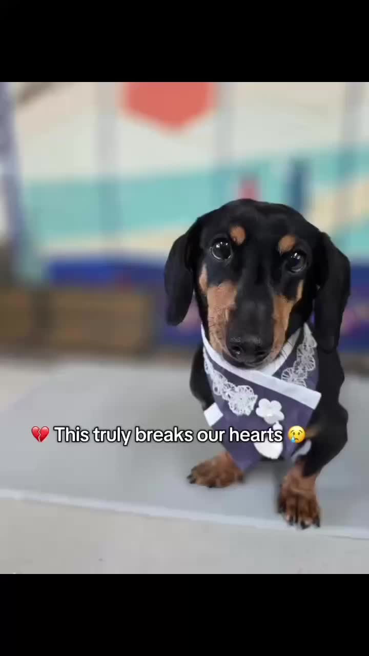 @DMT Dachshund Rescue 🐾