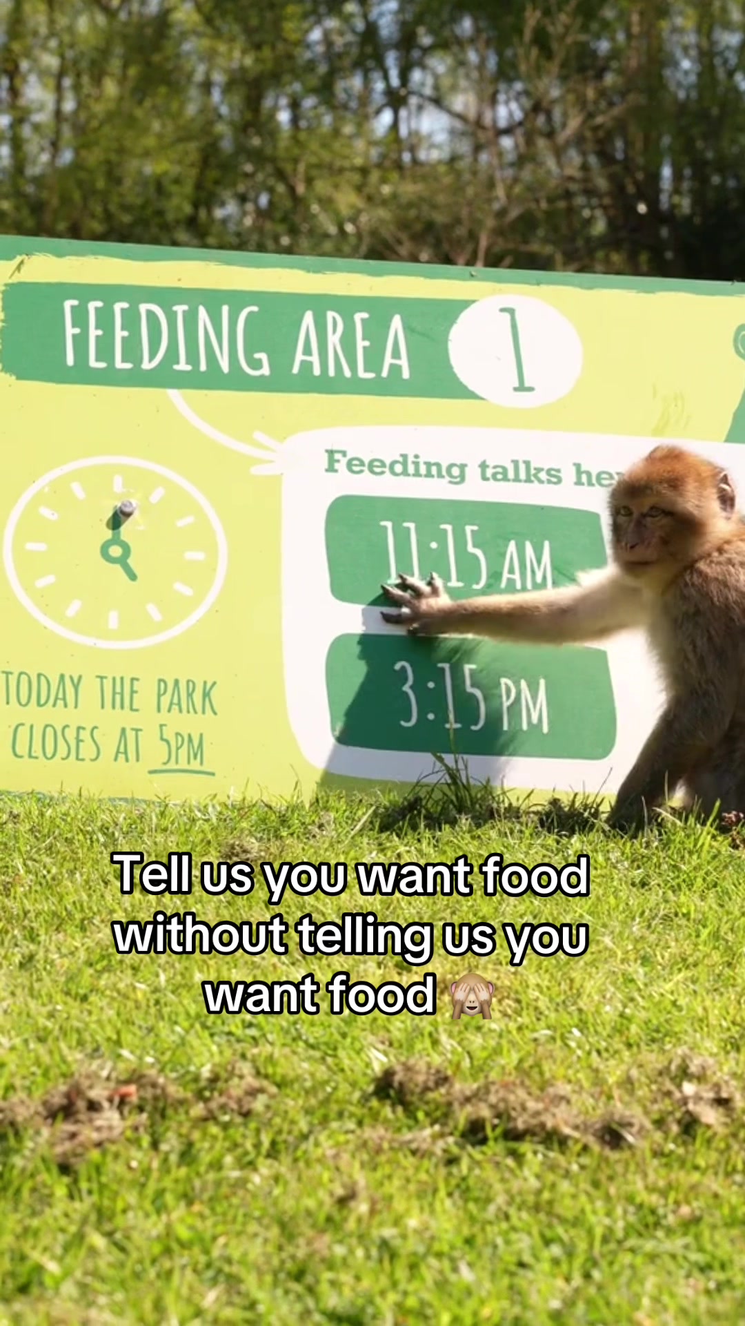 @Monkey Forest