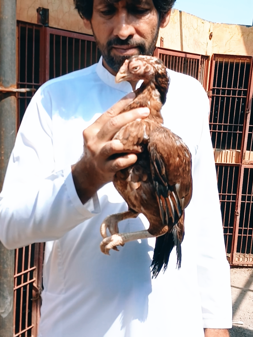 @Sajjad Aseel Farm