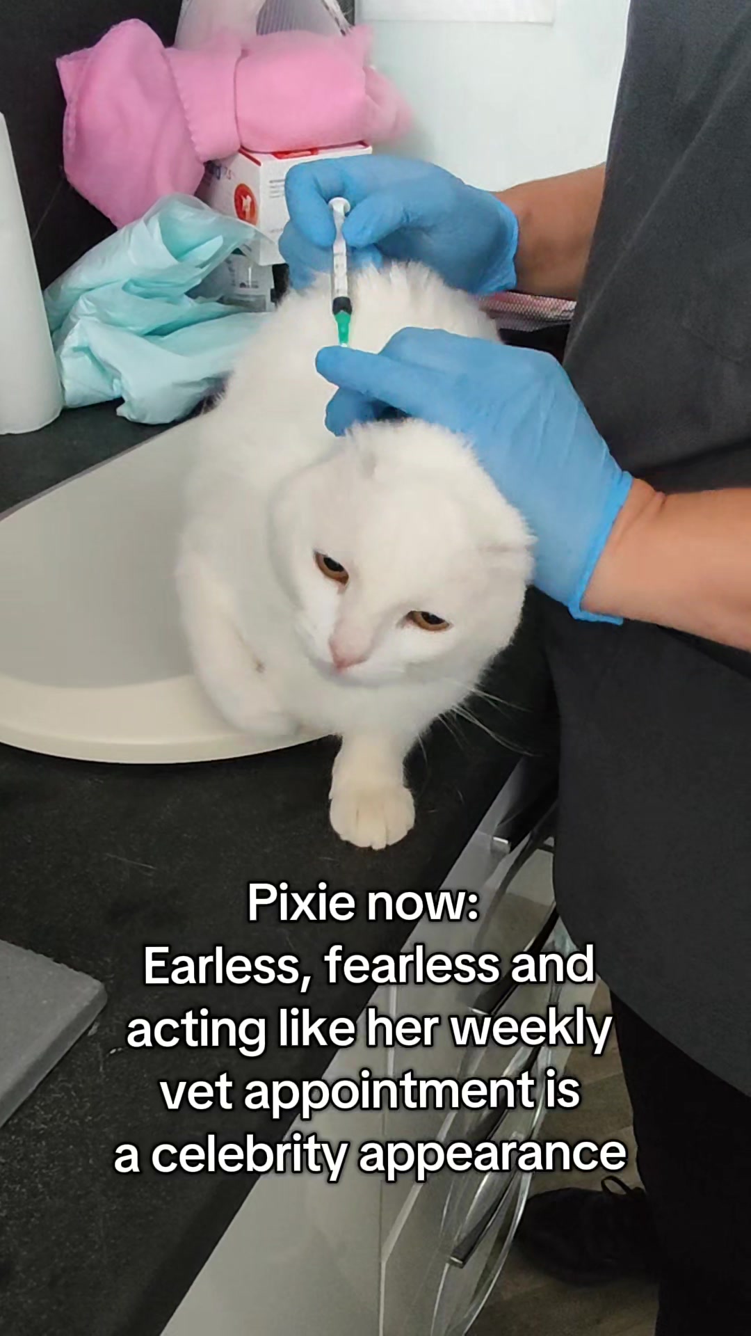 @Fluffy - the persian cat