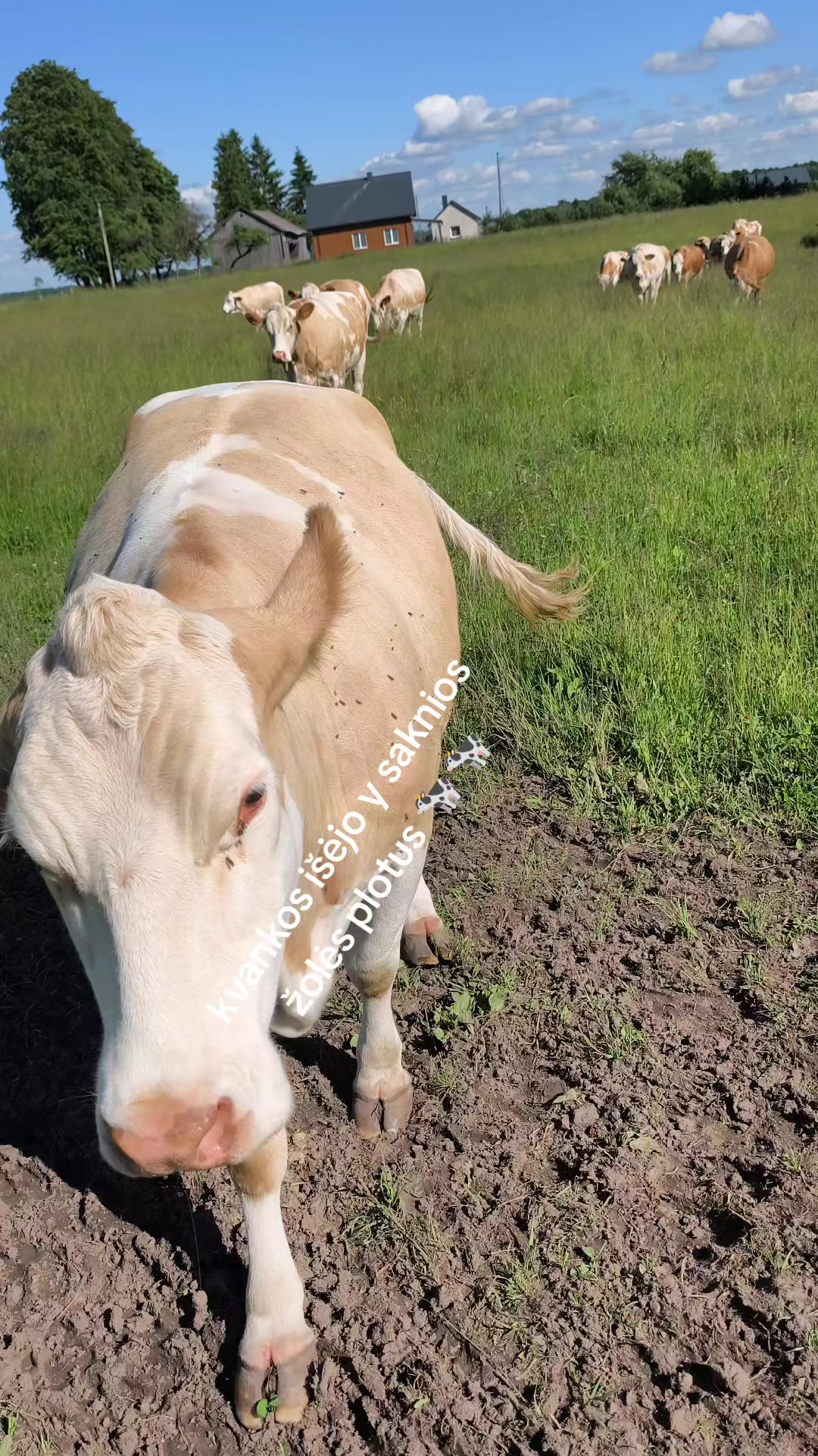 @👻🦊 Lapino &Scaron;mėkla 🦊👻