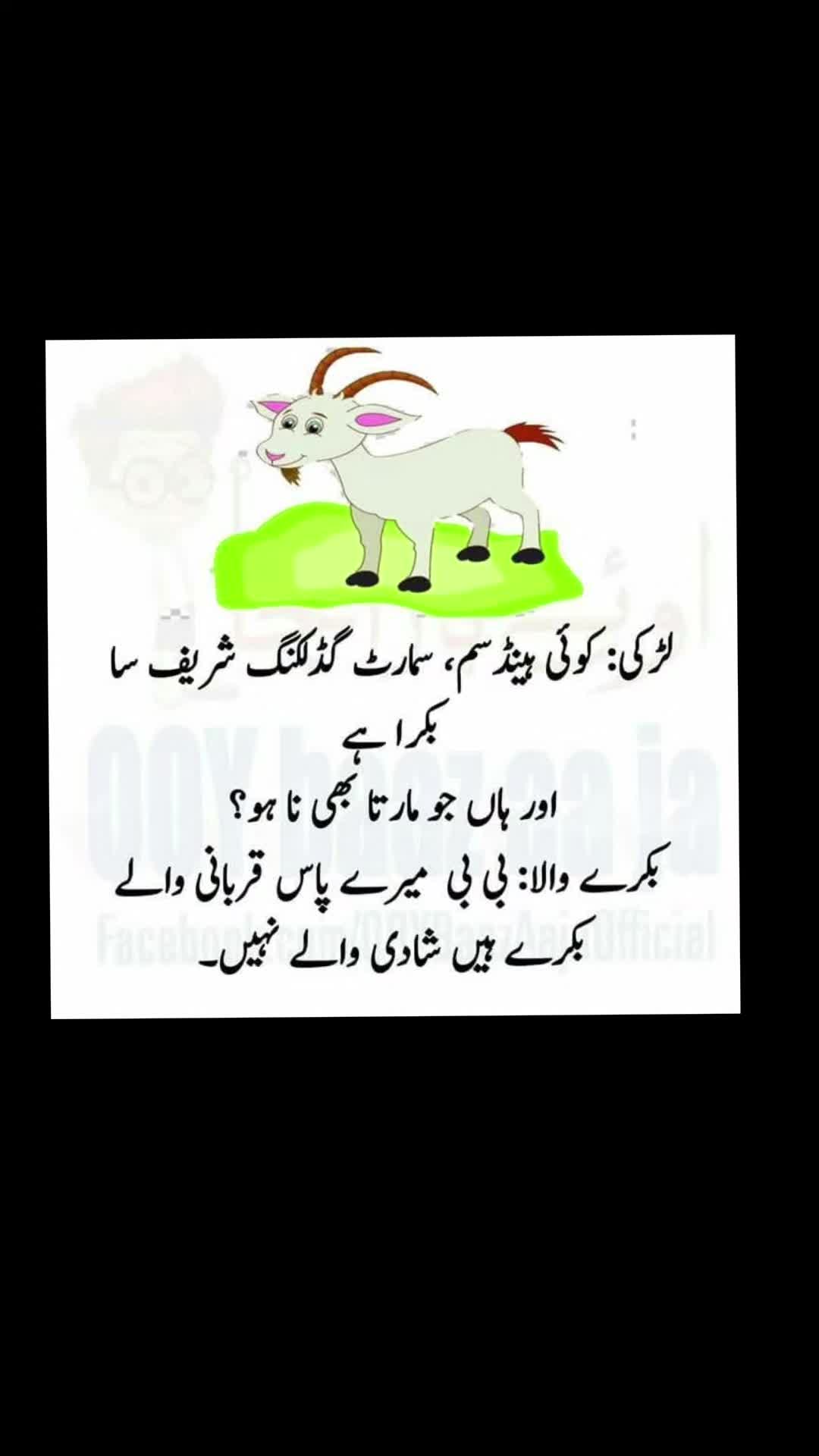 @🌹MeEm jEe SHeIkH میم جی 🌹Uk