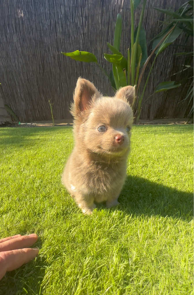 @Mascotas ,cachorritos bonitos