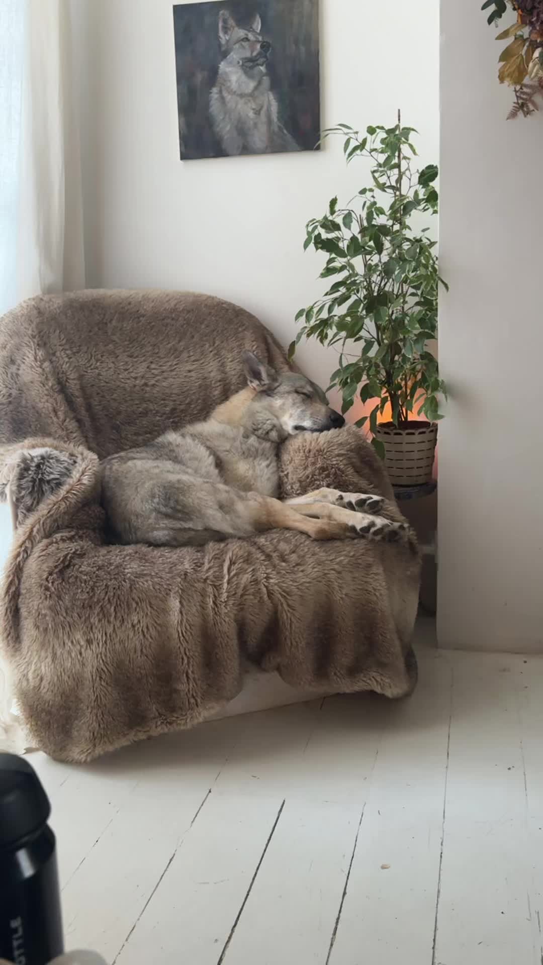@Warwicks Wolfdog