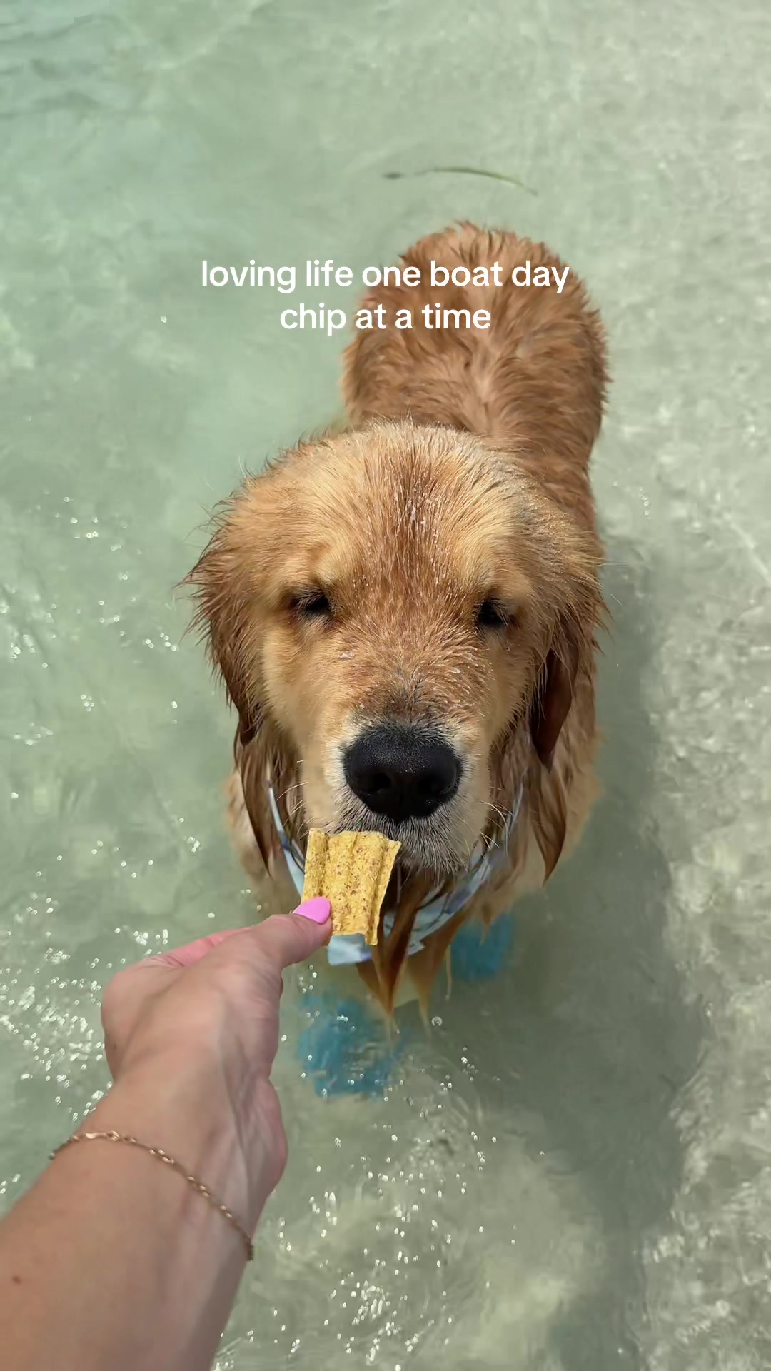 @reef the golden