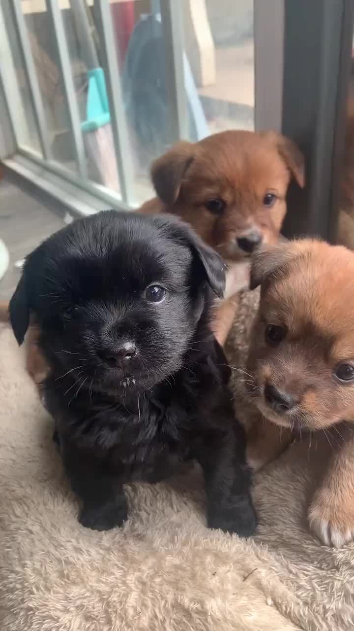 @MeowWoofMoments