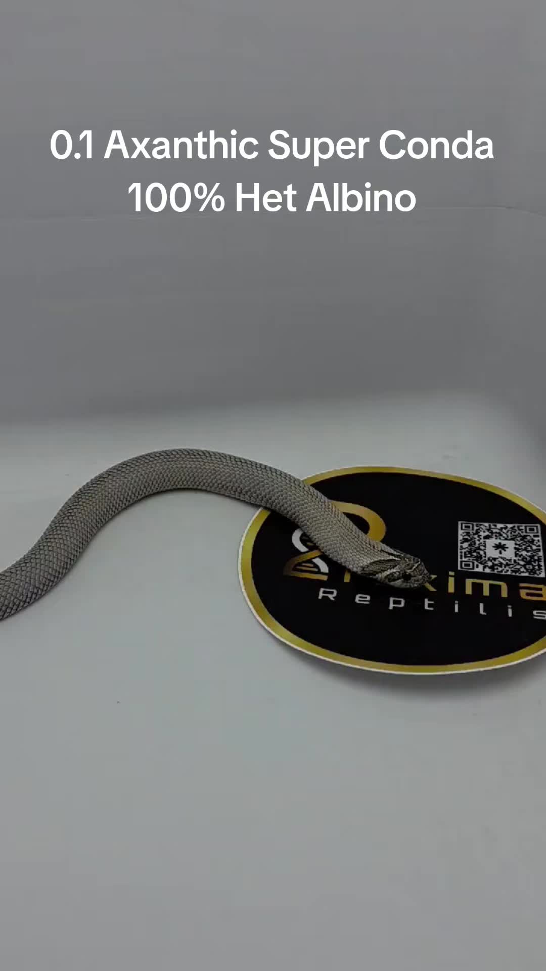 @Proxima Reptilis