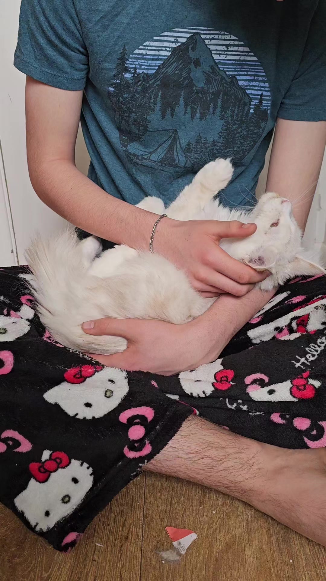 @KARIBRY Maine Coons uk