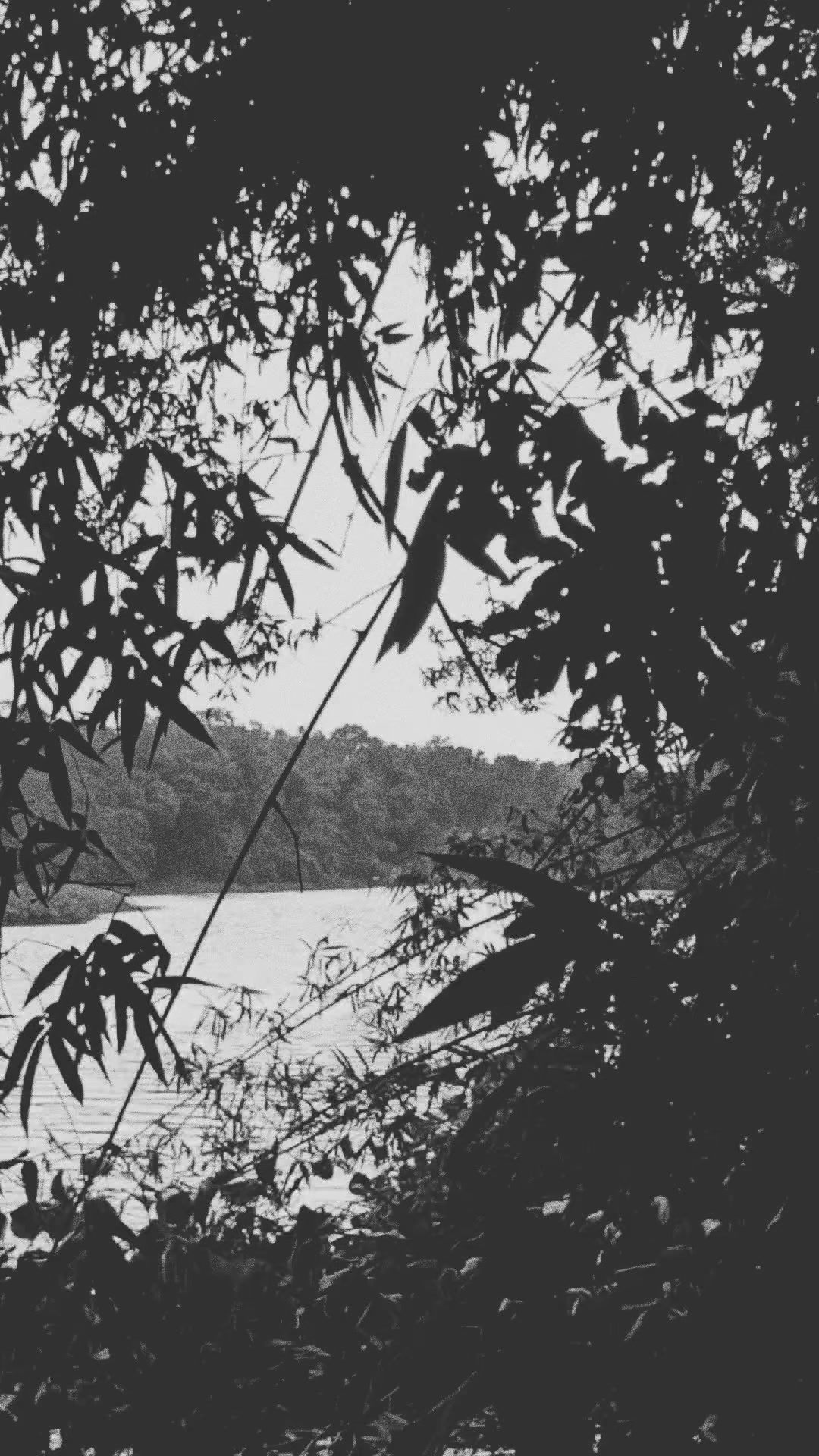 @💫ᴀꜱʜɪᴋ... 🕊️🎧