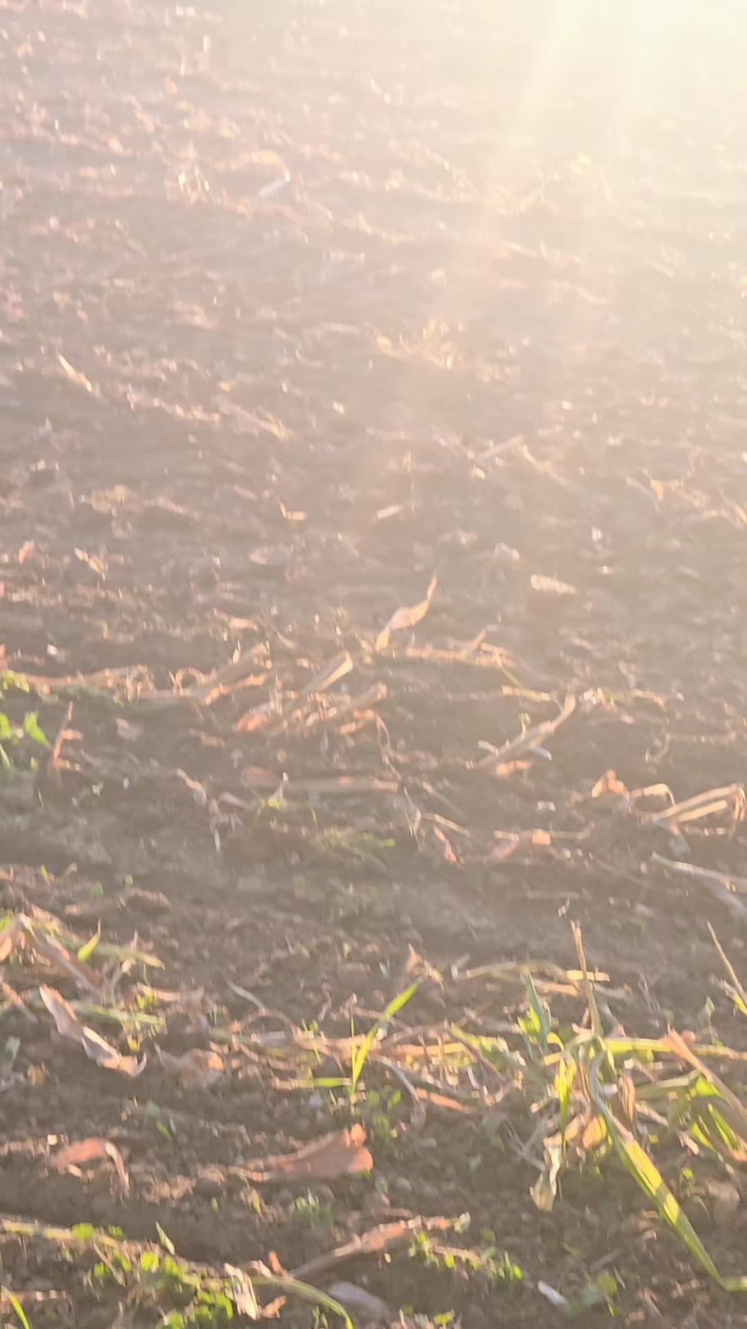 @agrigogs