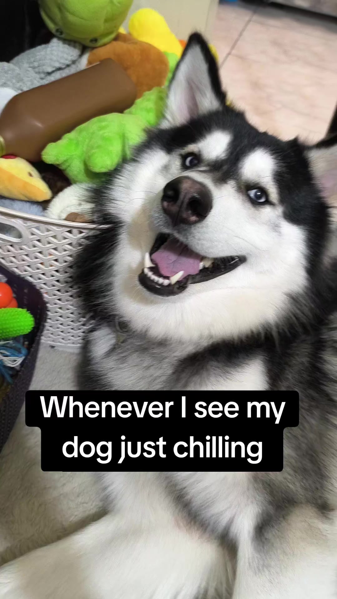 @cythehusky