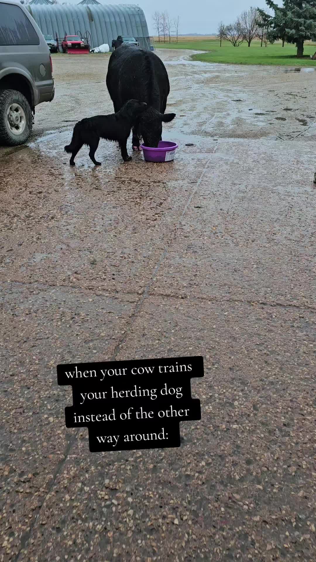 @Dakotafunnyfarm