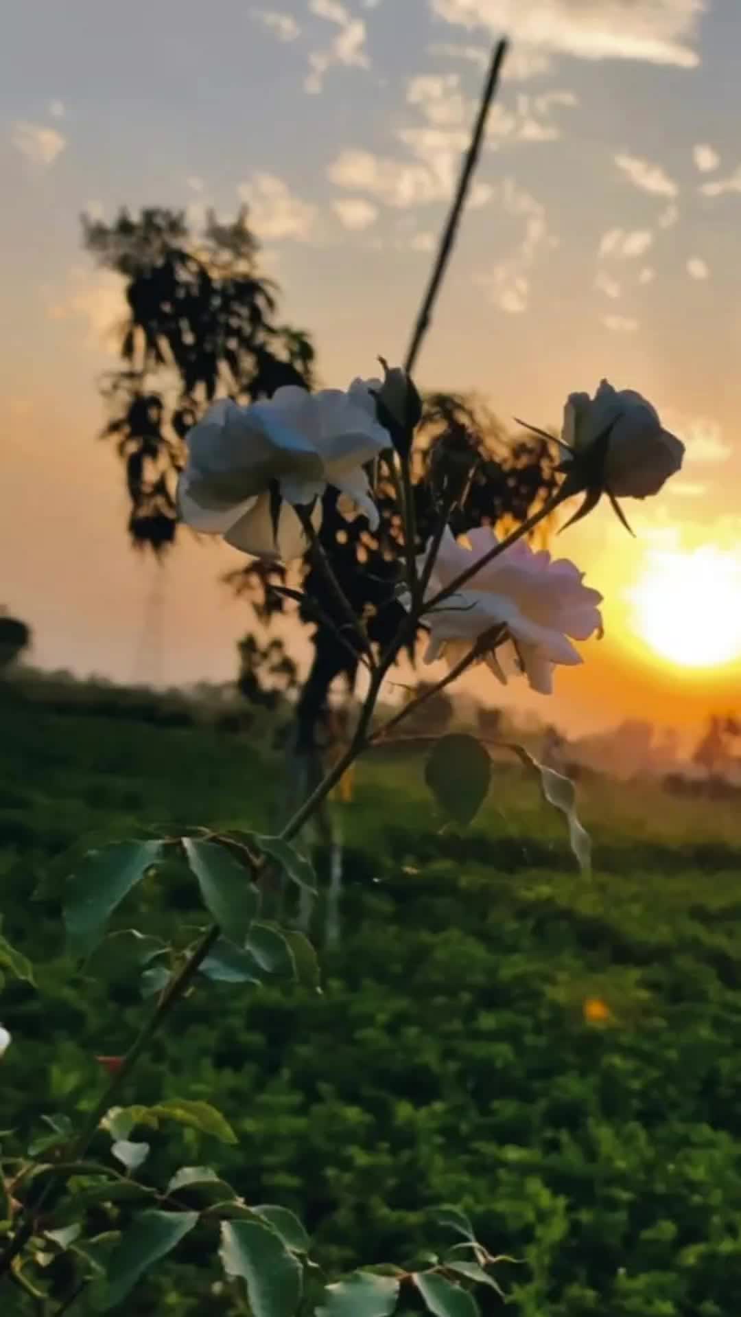 @𝒔𝒉𝒆 𝒓𝒐𝒔𝒆