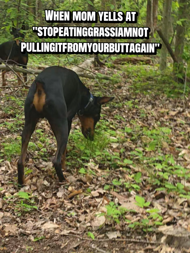 @Dobergoats Cash & Kaia