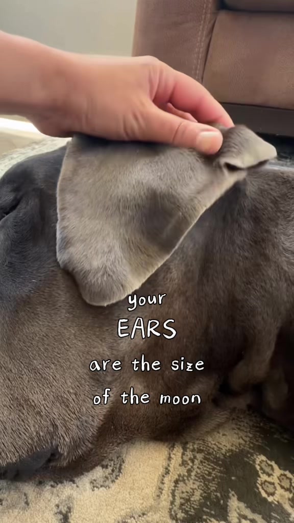 @GUNNER | Great Dane