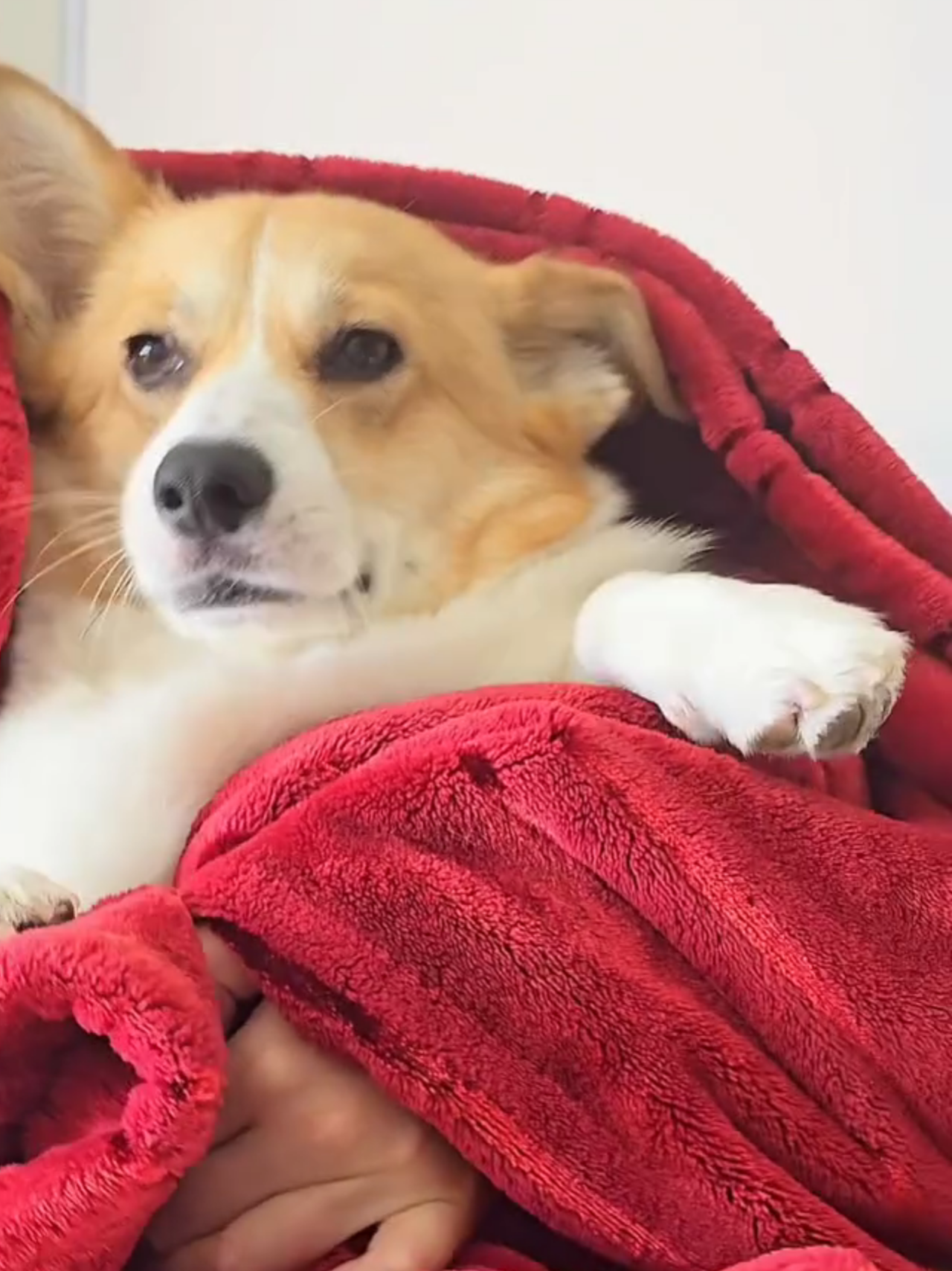@Pocky the Corgi ๐ถ