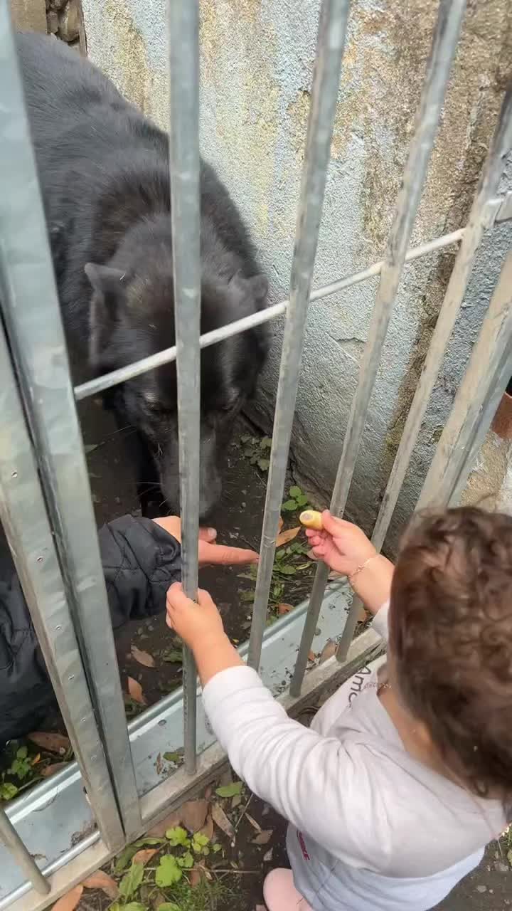 @🐺🐺❤