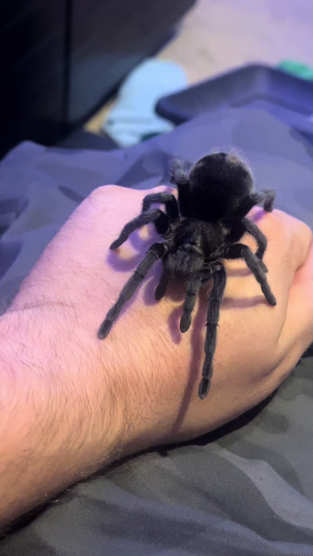 @The Spider Caravan
