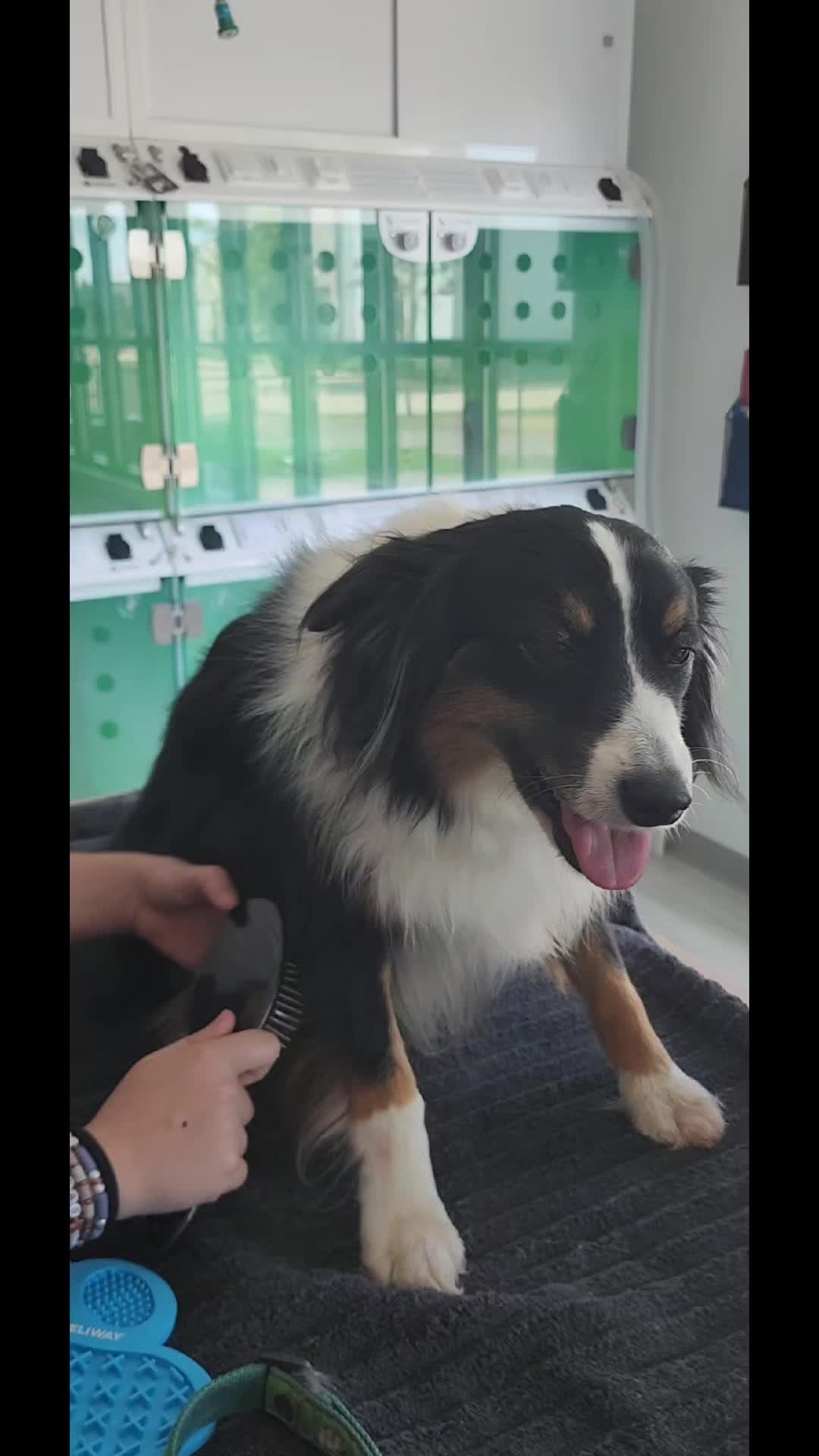 @familypethealth