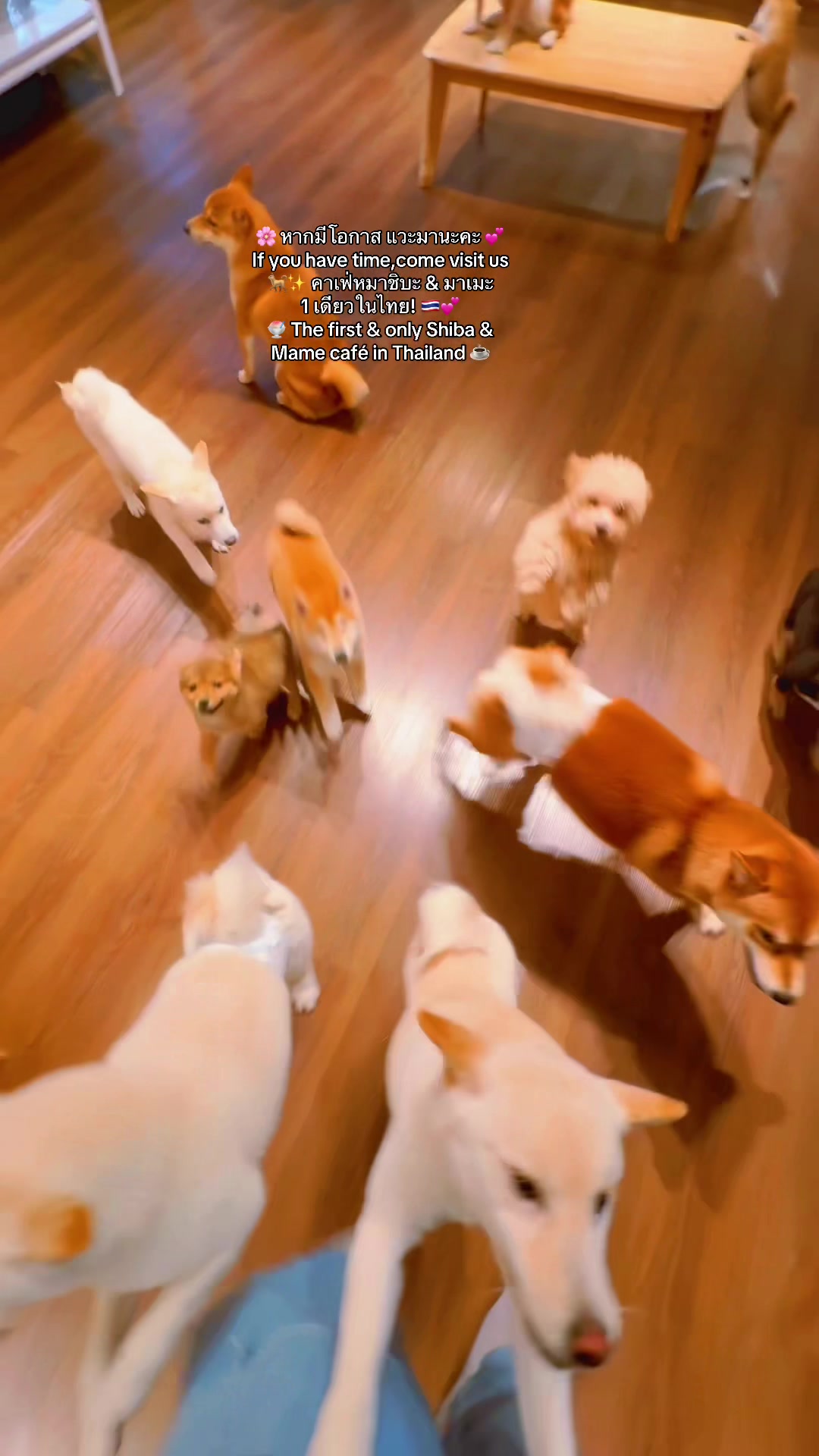 @Shibainu Story