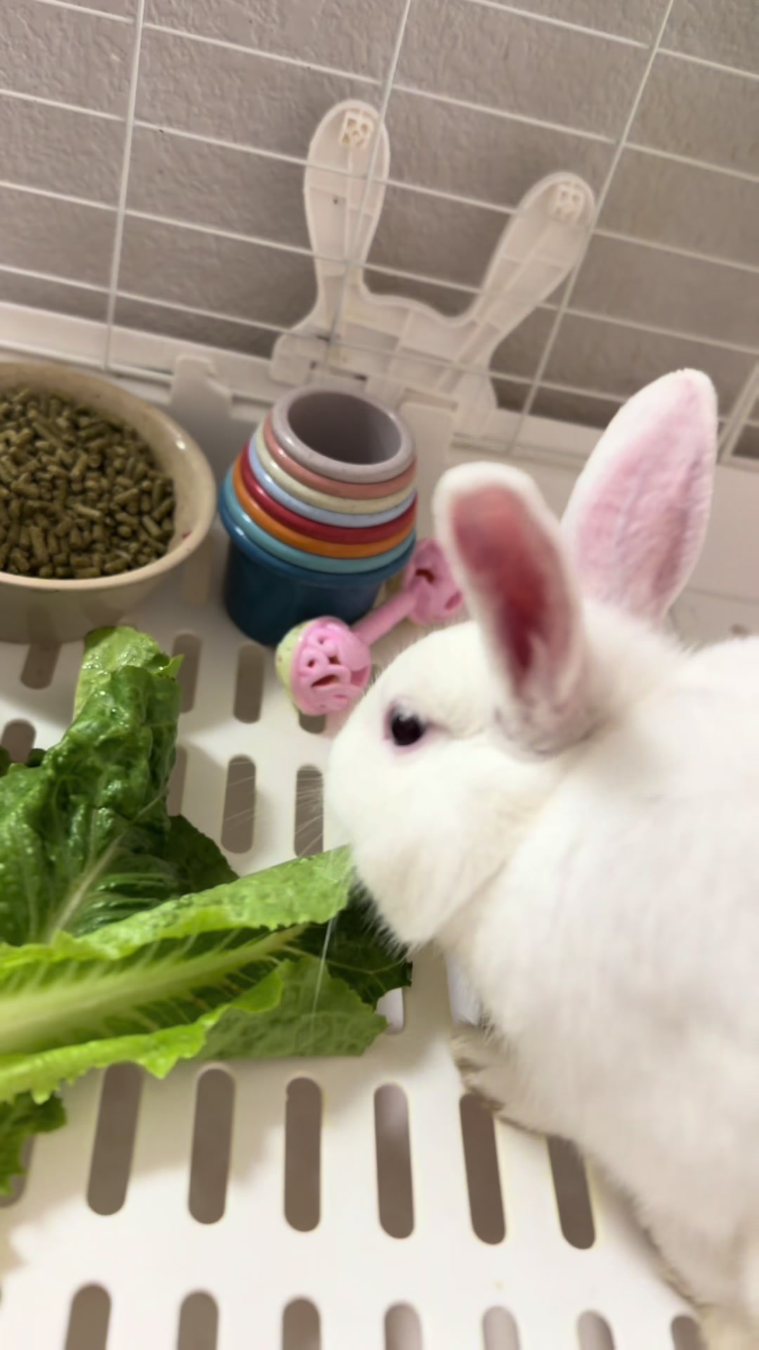 @SoyBambi🐰🥕