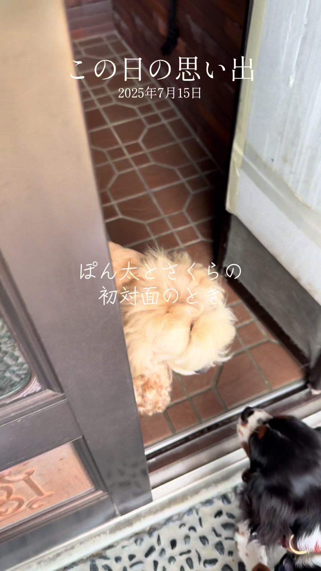 @じゃんけんぽん太🇬🇧🐶🇺🇸💎
