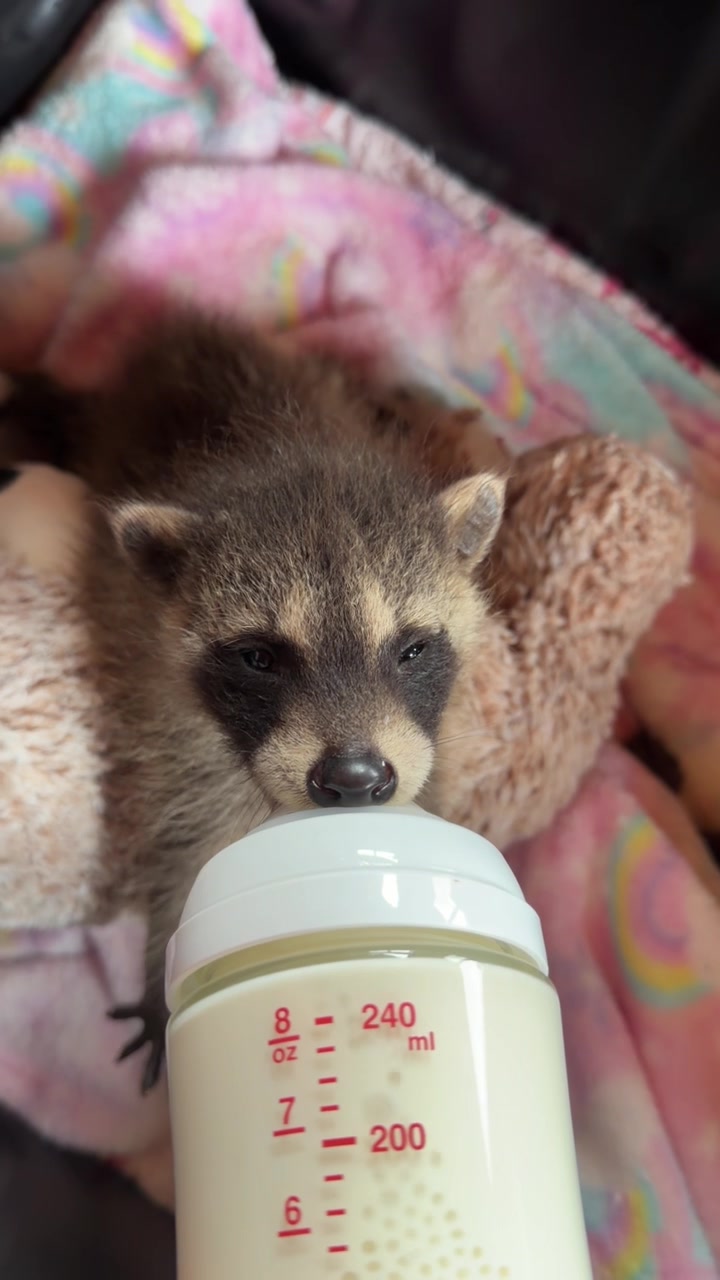 @BushBabyTheRaccoon