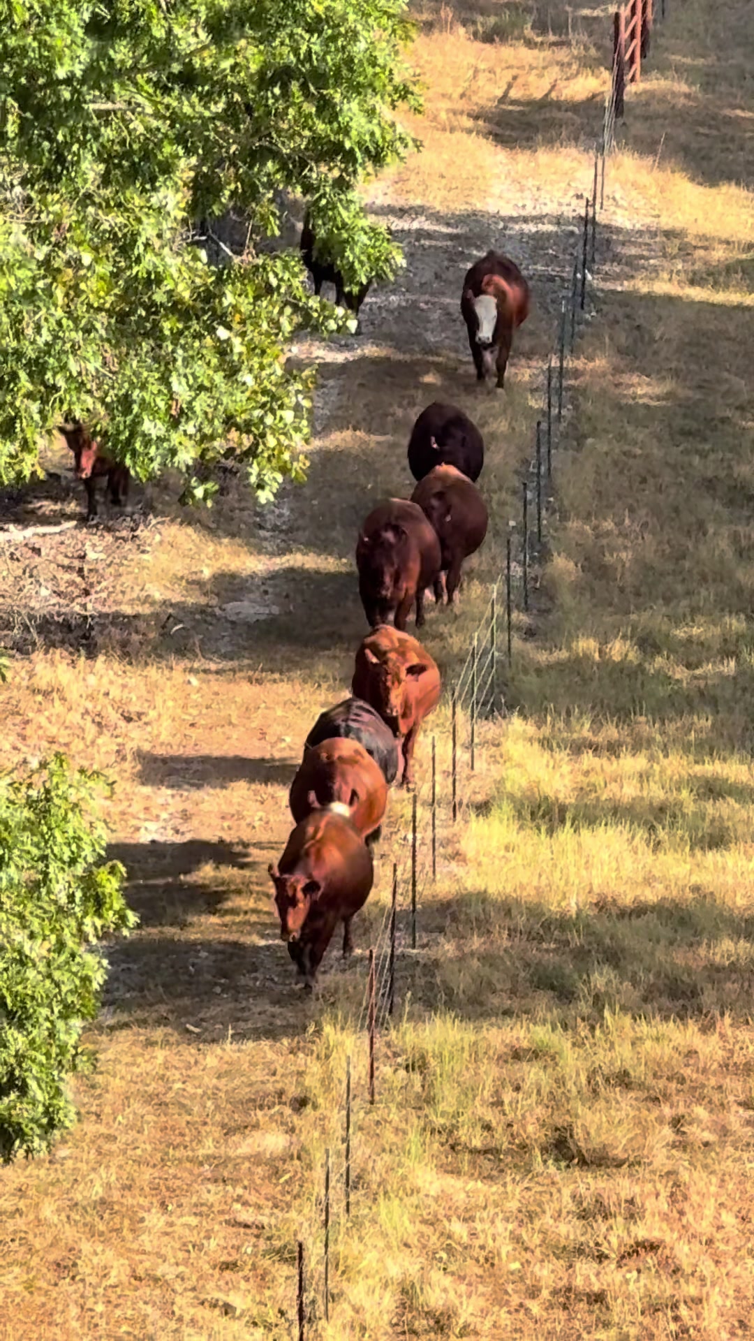 @Massey Land & Cattle