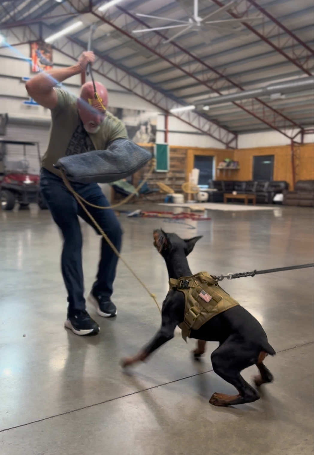 @Protection Dog Sales