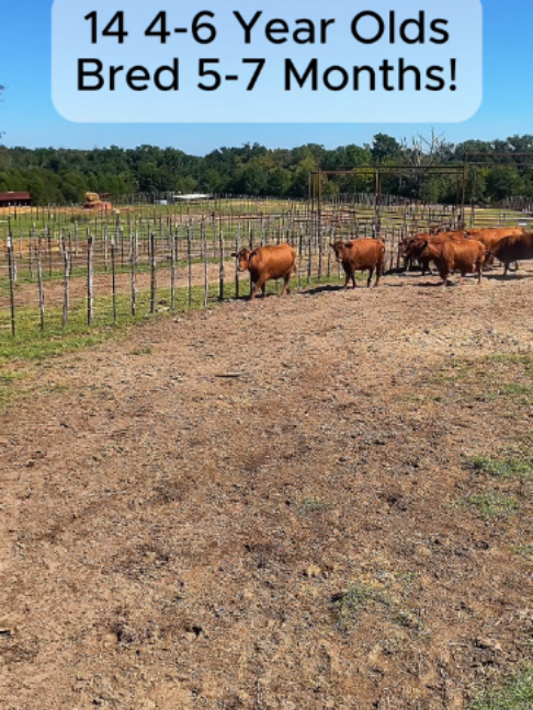 @Rutherford Land and Cattle