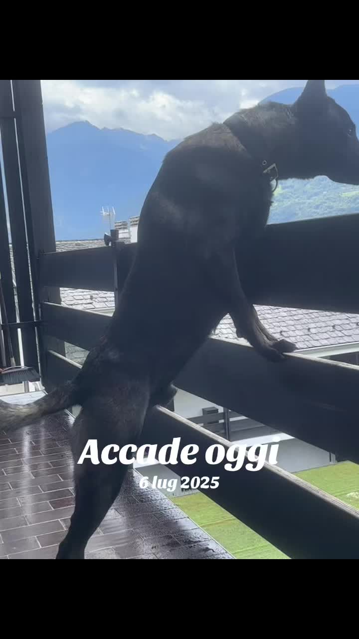 @ULLR&HEL Malinois