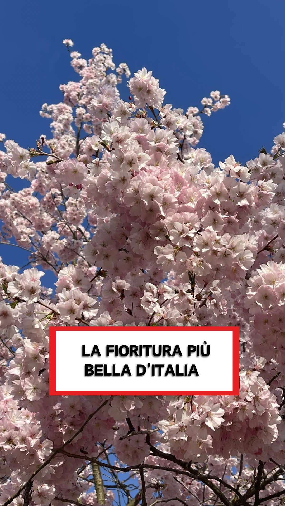 @Axell