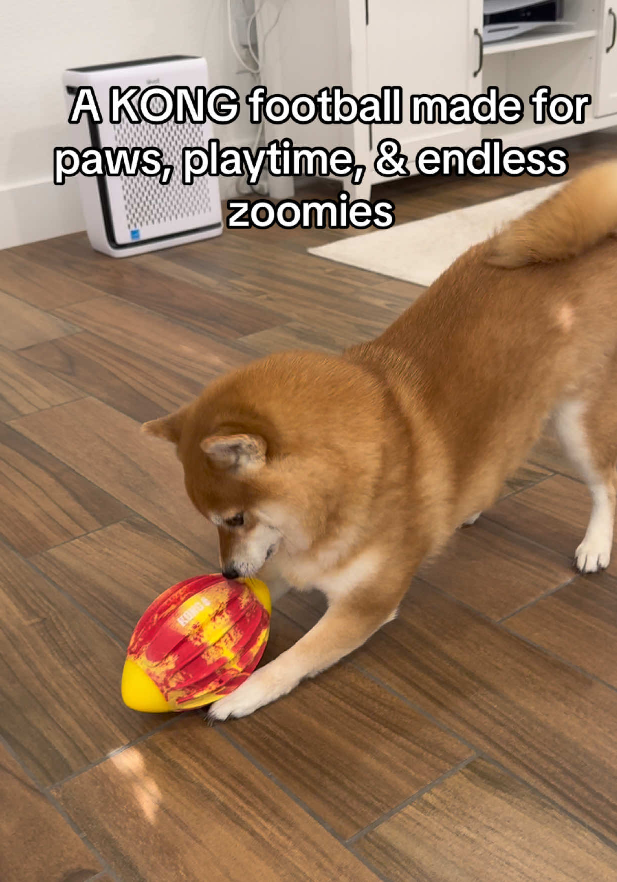@Flock of Shibas 🐕🐕🐕