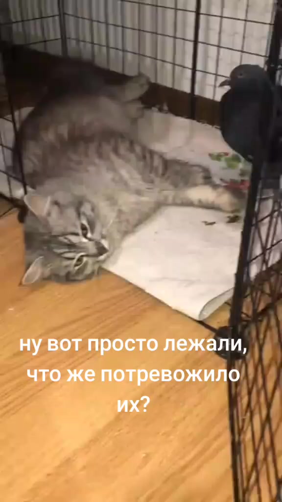 @Имя