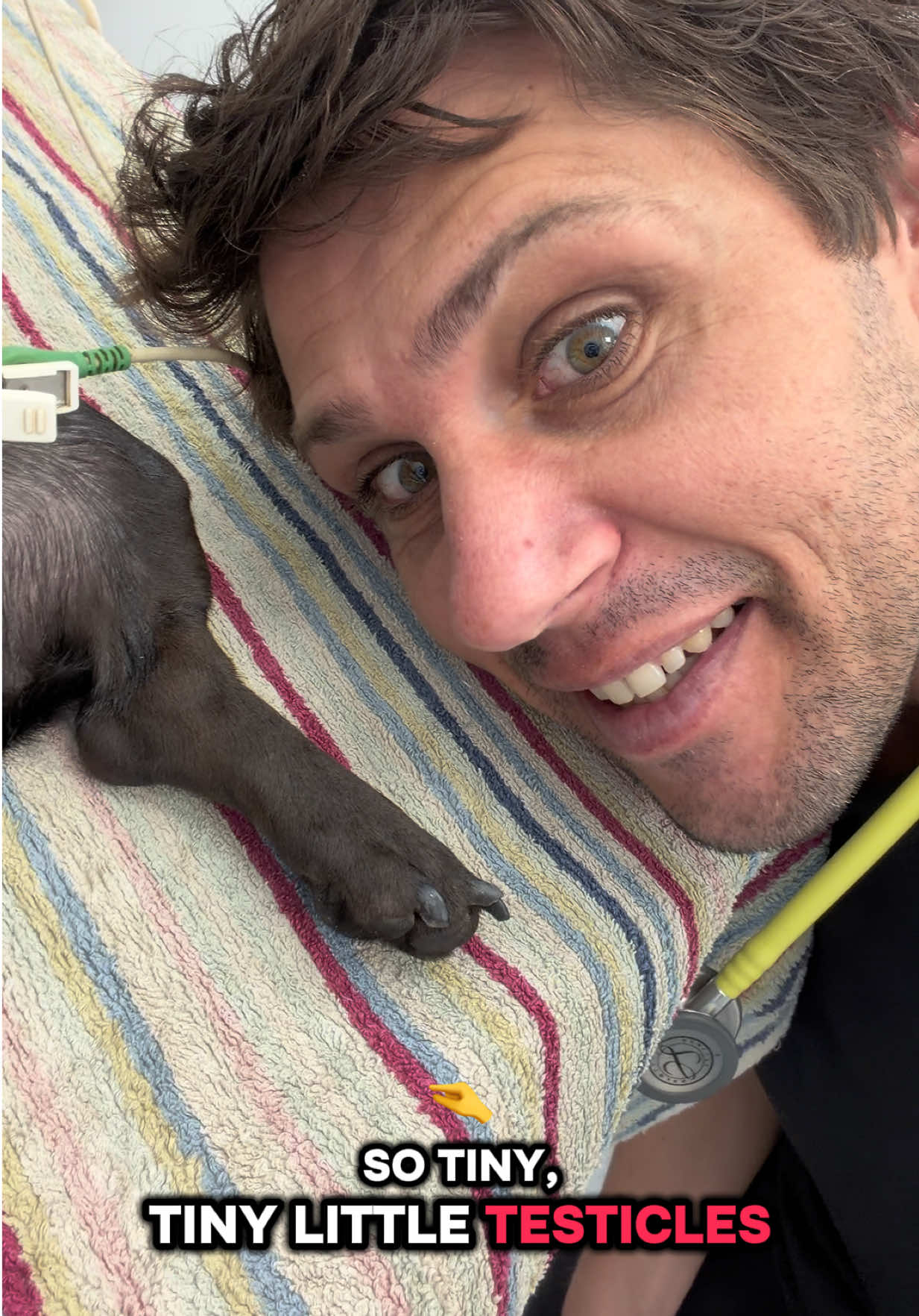 @Tomasthevet