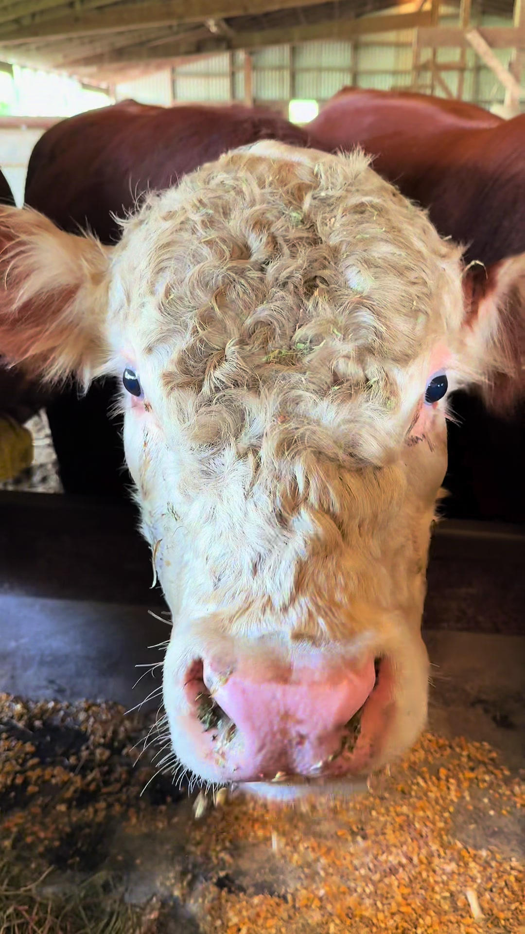 @Circle E Ranch Red Angus MN