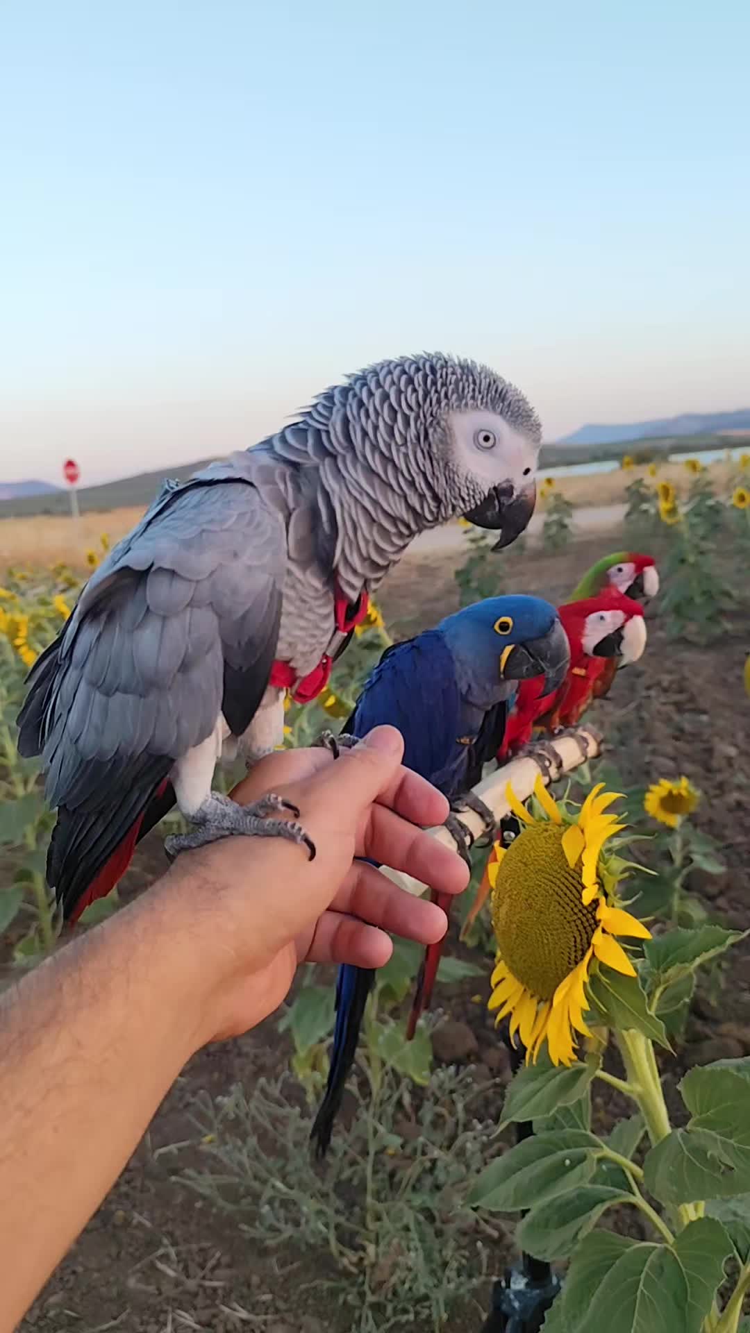 @TODO LOROS