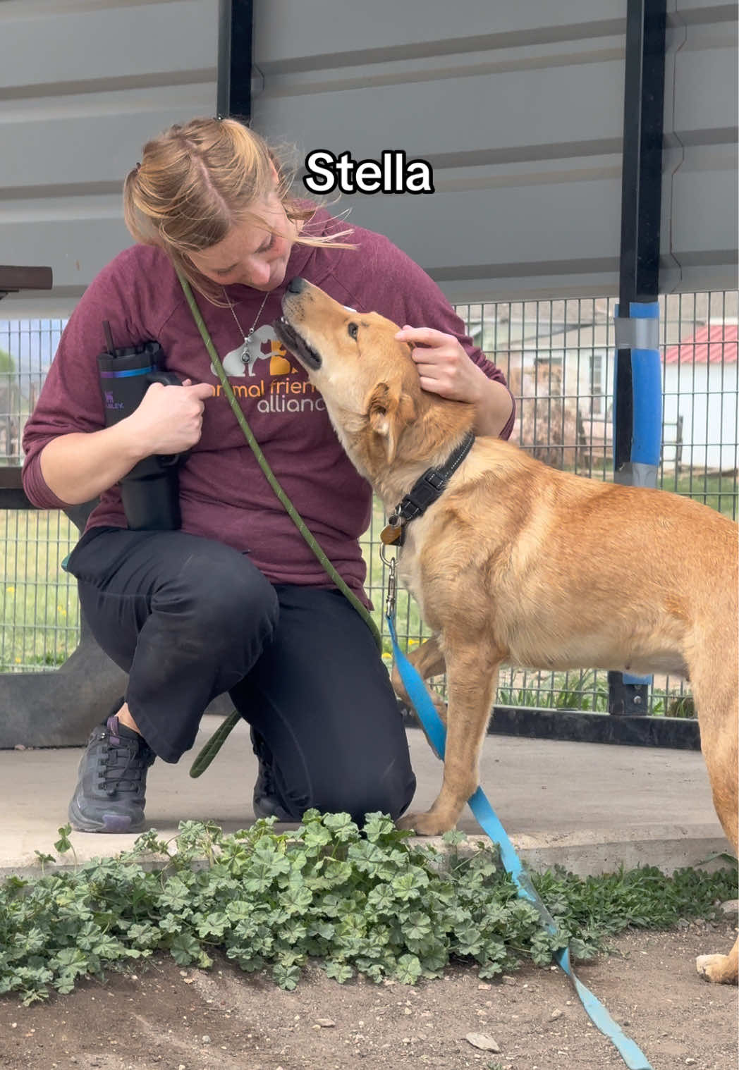 @Animal Friends Alliance