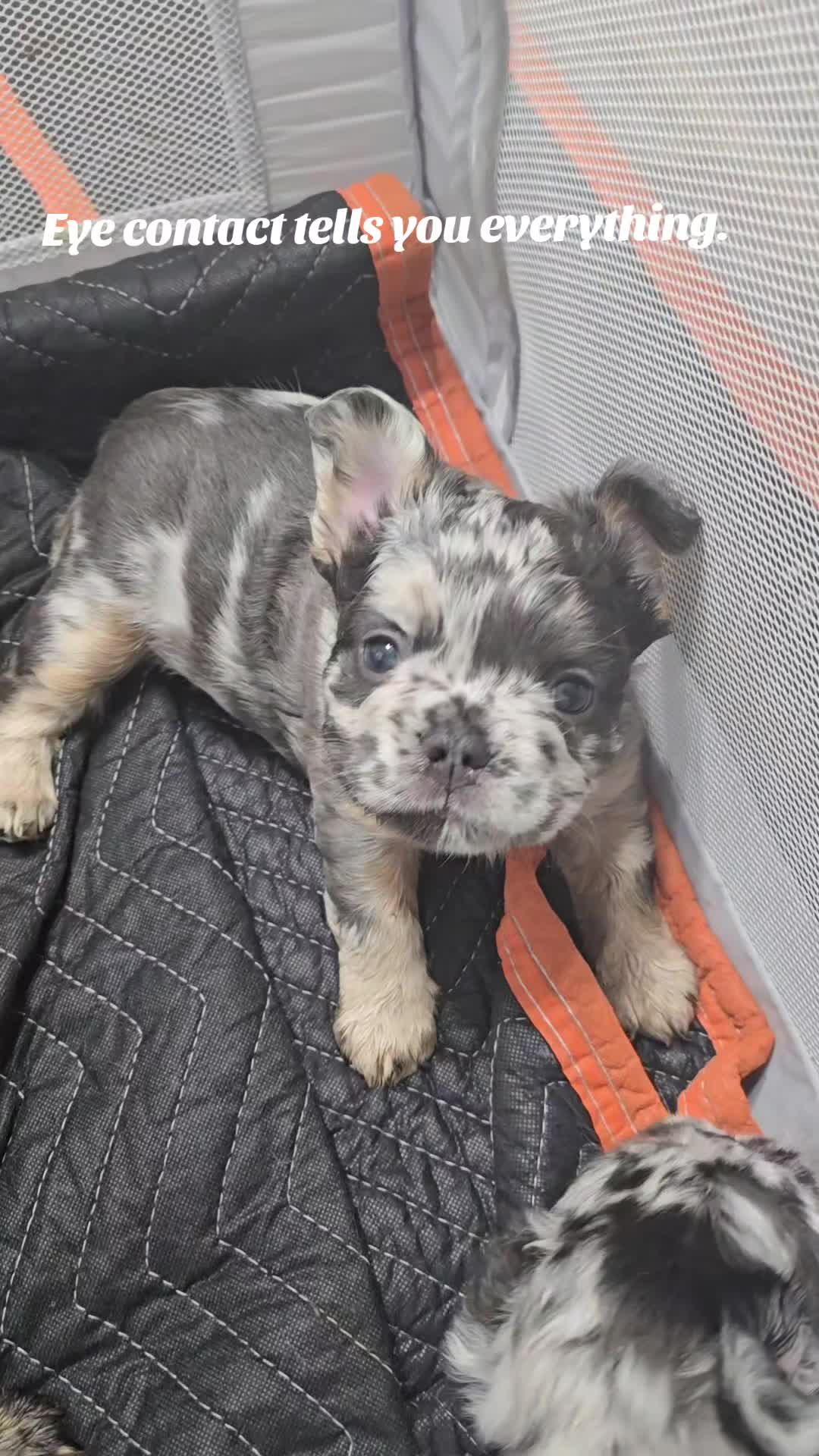 @luxuryfrenchiesbyyuni