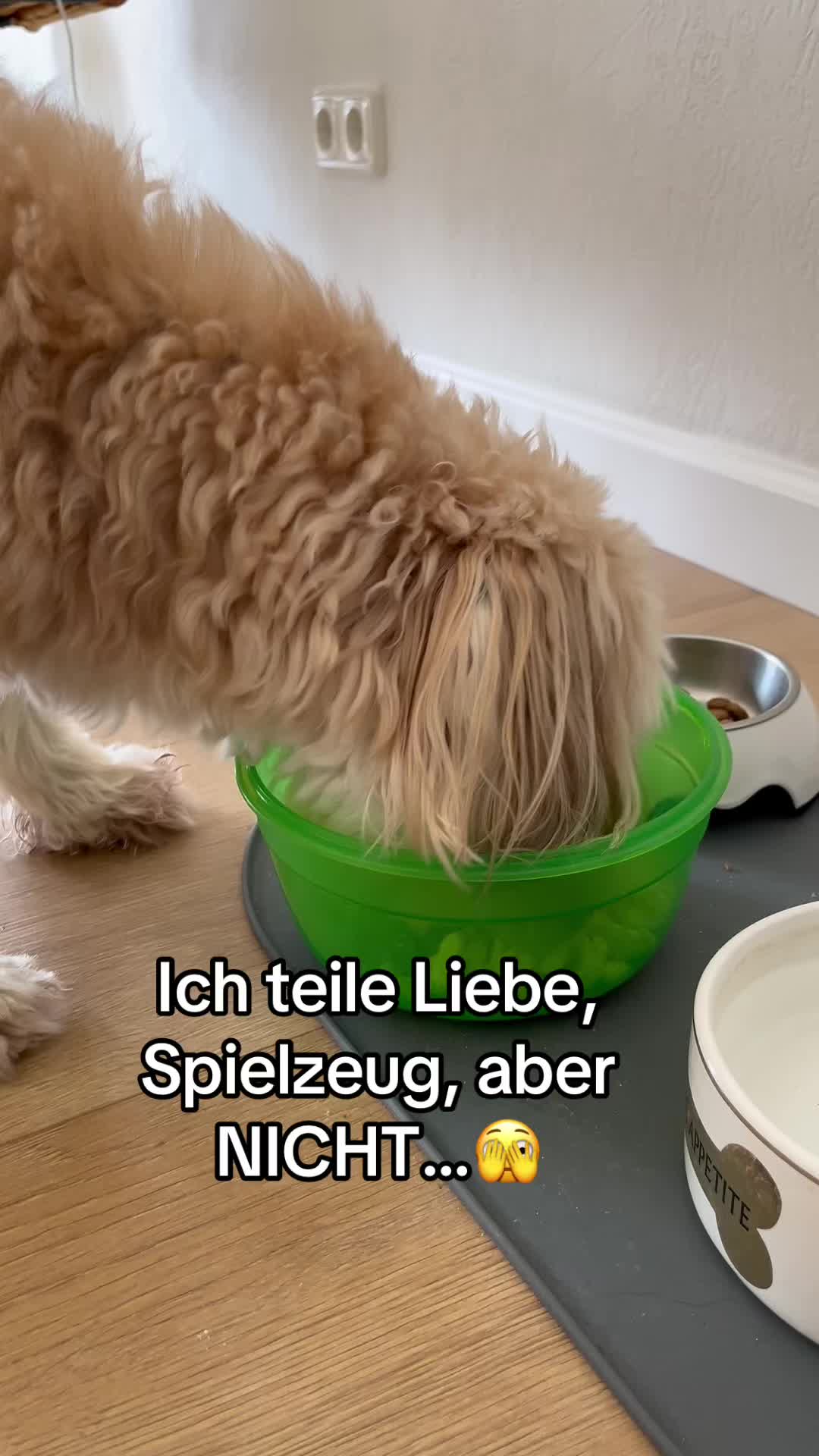 @DogMilow
