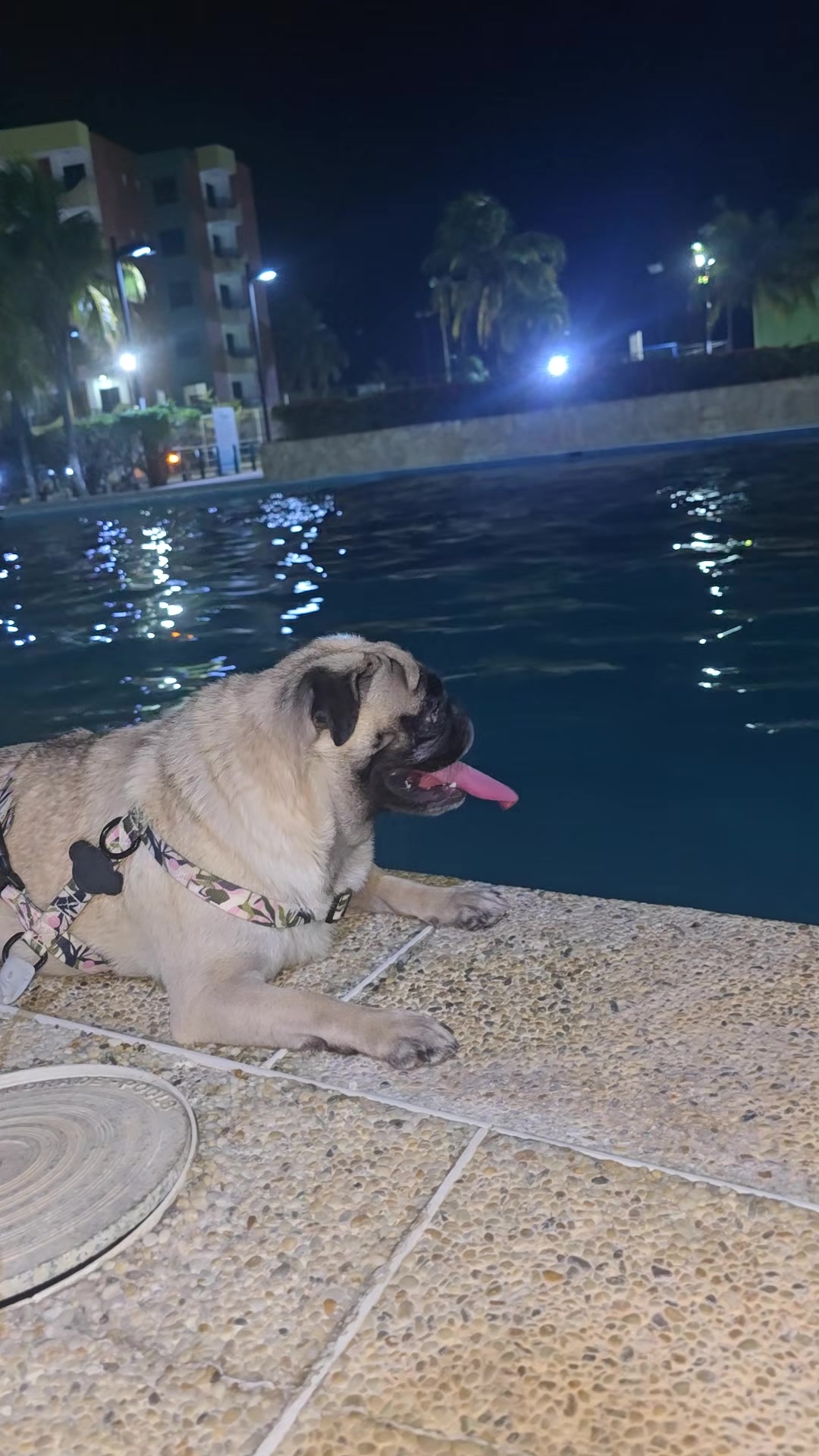 @Lizzylapug🐶🌸
