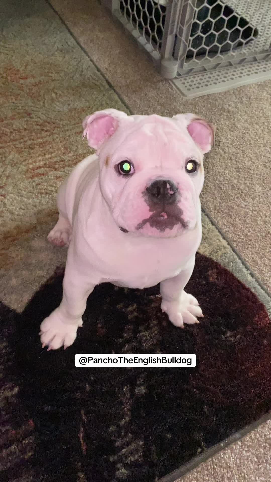@PanchoTheEnglishBulldog