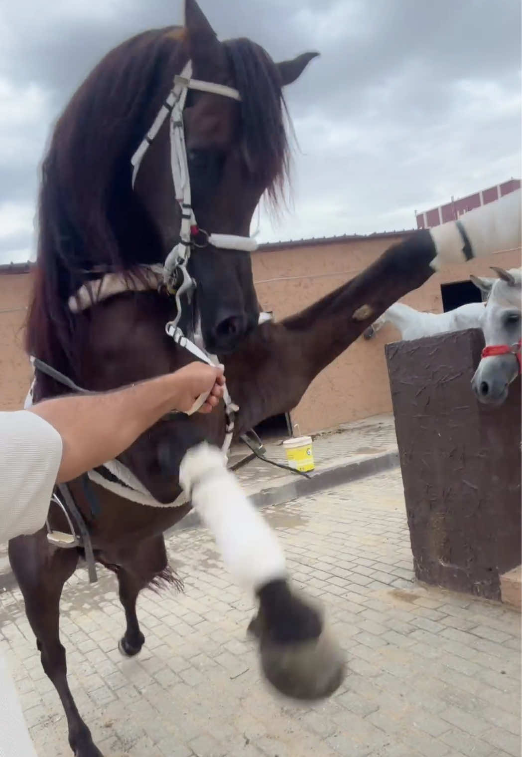 @بـاسـل الـوادعـي⭐️🐎