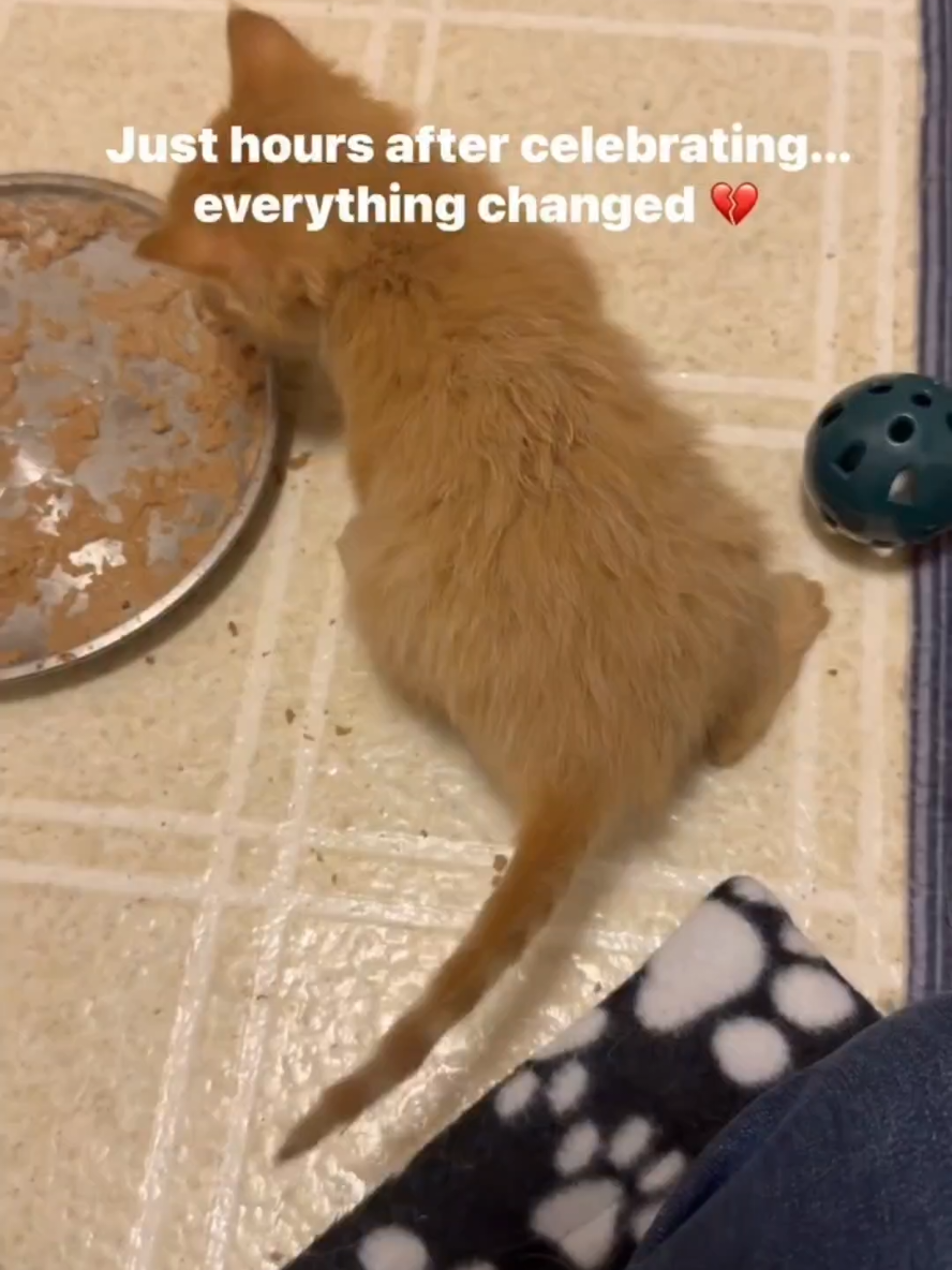 @Pets Mania
