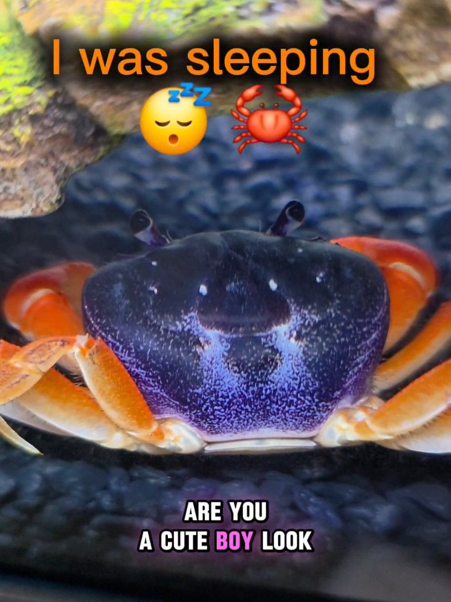 @Howie The Crab