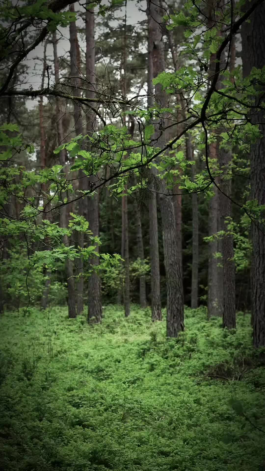 @TreeTales