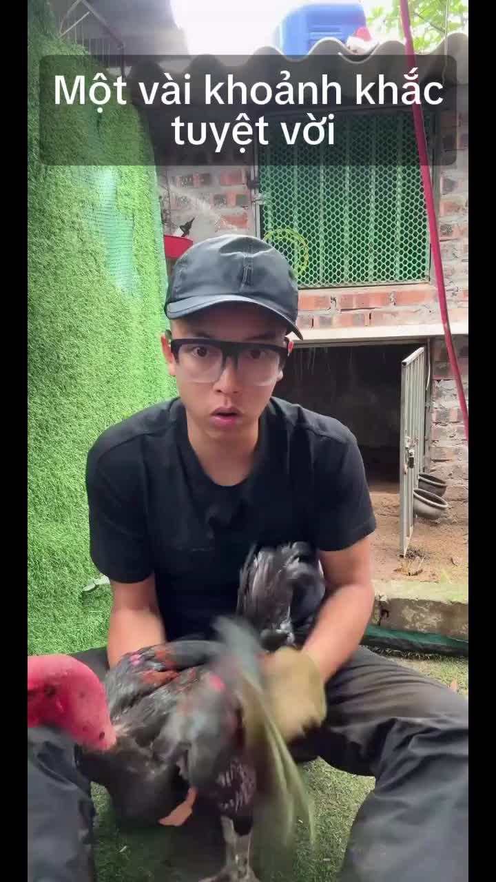 @Thuần Gà Chọi