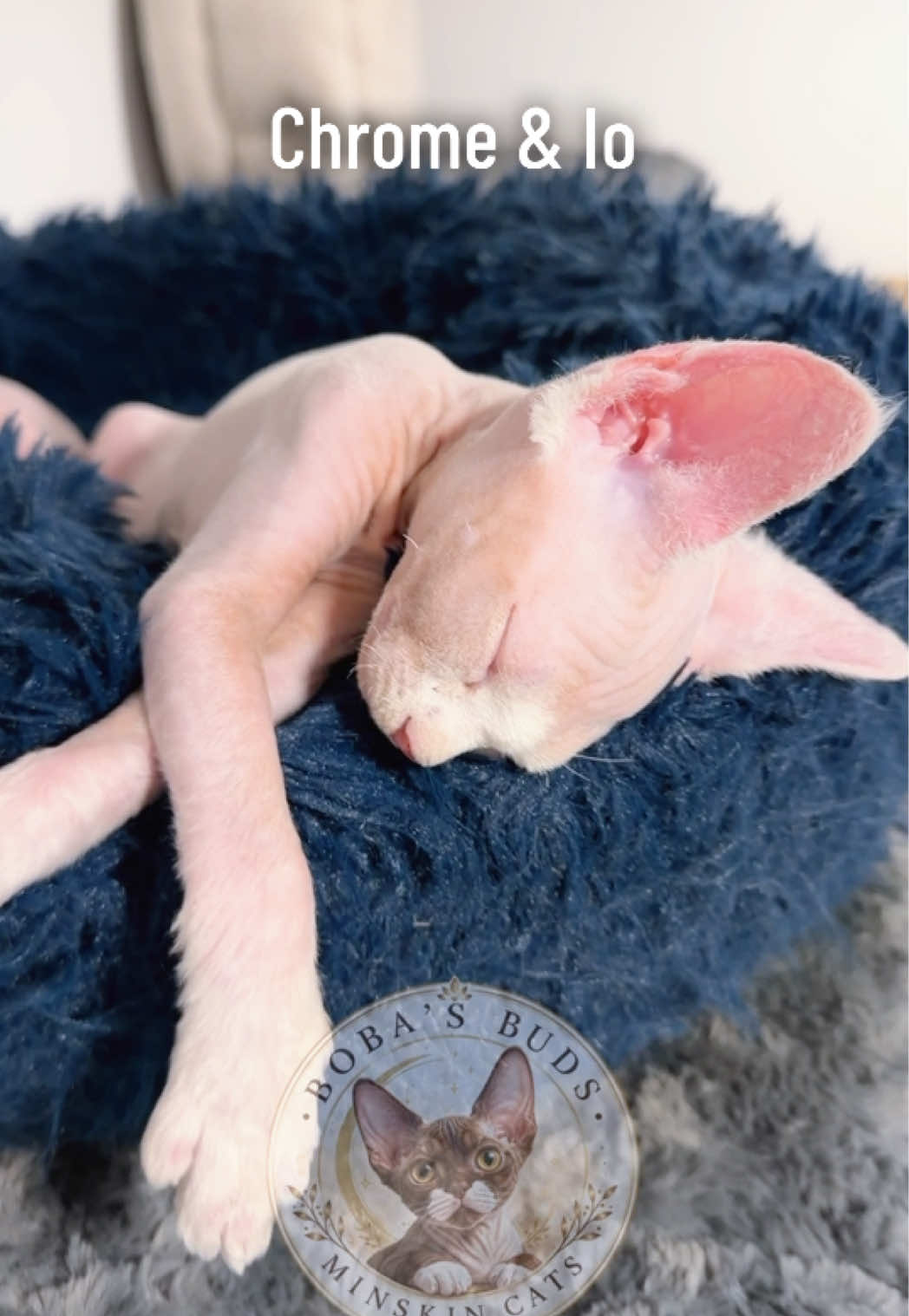 @Boba&rsquo;s Buds Minskin Cats